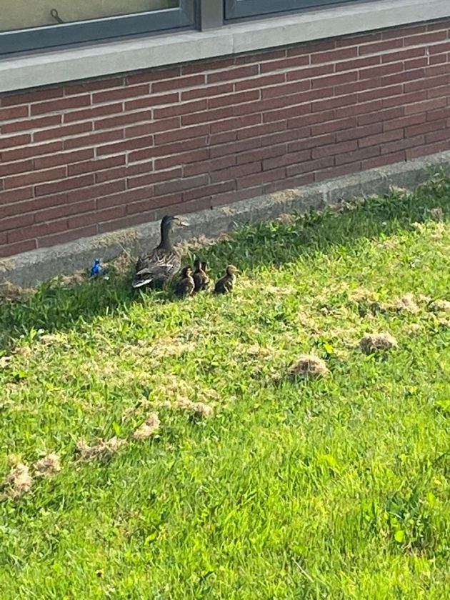 Lucky Ducks: Officers Rescue Ducklings Out Of Storm Drain | News ...